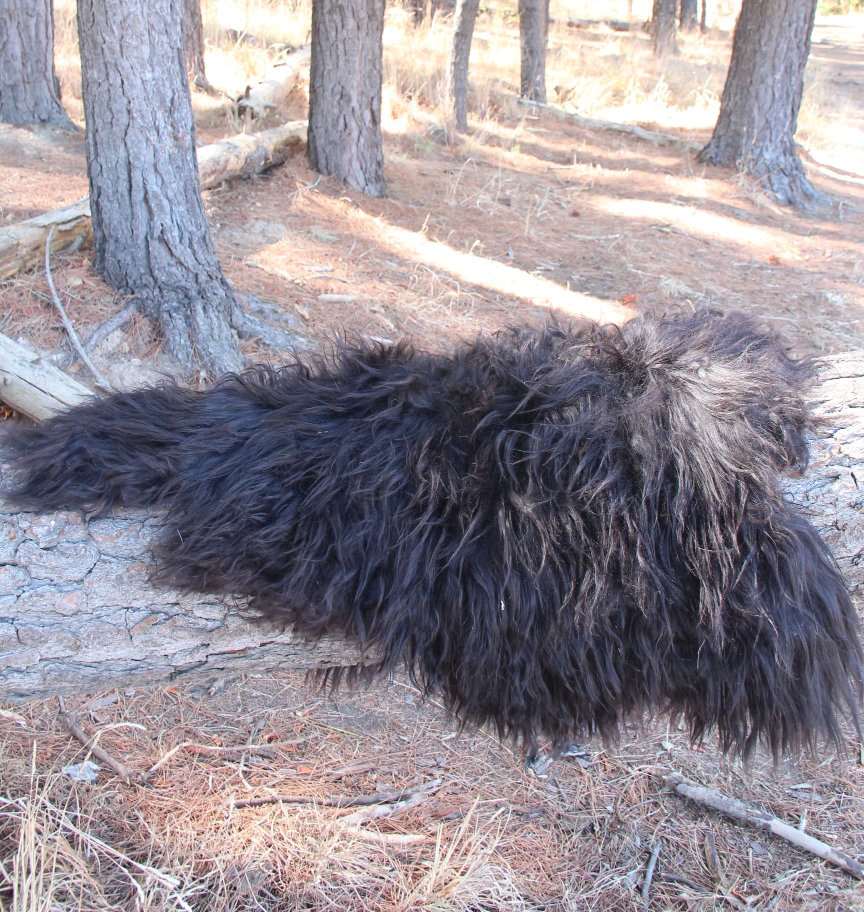 Black Icelandic Fur