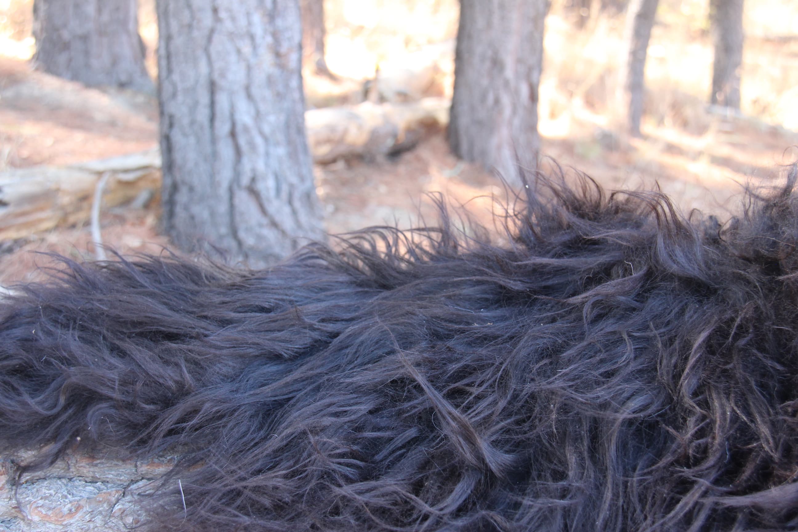 Black Icelandic Fur - Side View