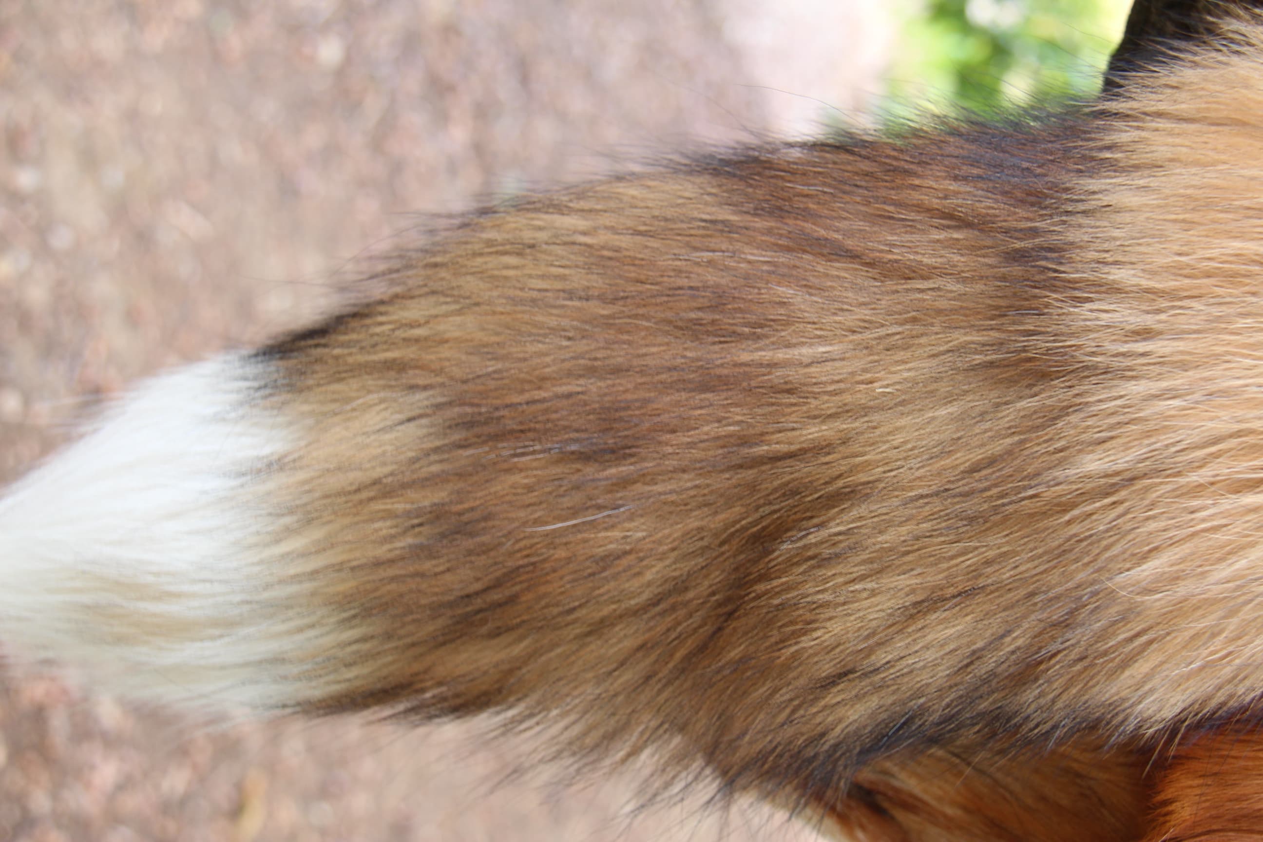 Fox Fur - Side View