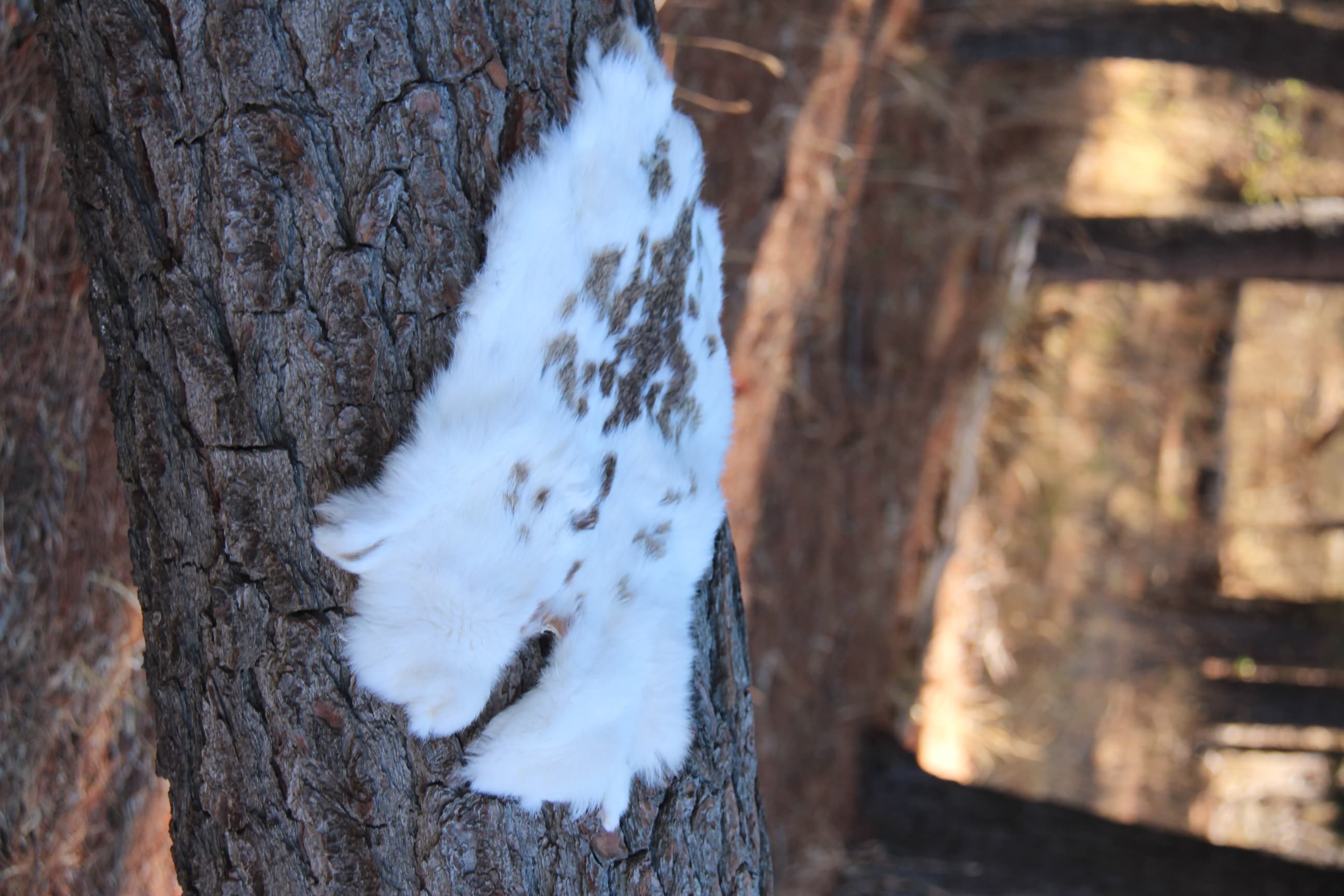 Rabbit Fur - Color Variations