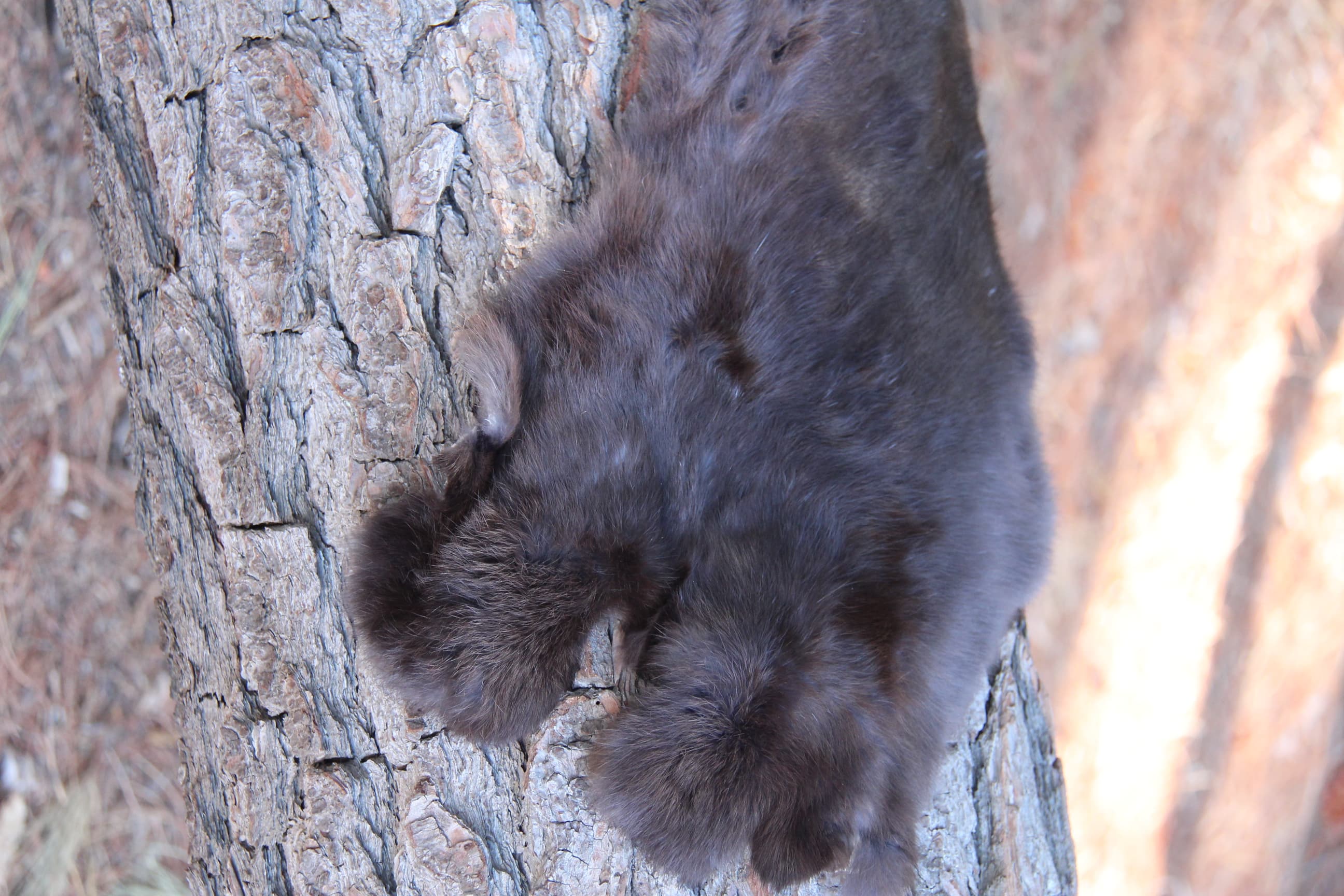 Rabbit Fur - Detail View